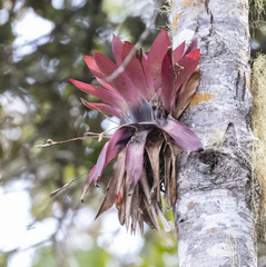 Tillandsia complanata