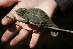 Kinyongia multituberculata