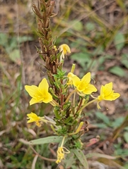 Oenothera clelandii