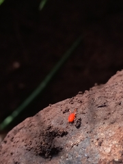 Trombidiidae