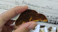Pseudomerulius curtisii