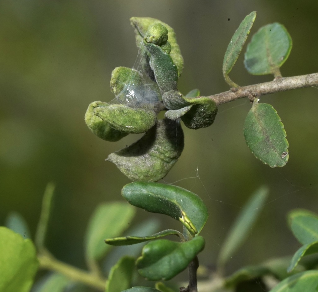Yaupon Psyllid