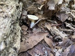 Marasmius strictipes