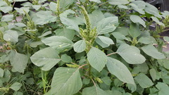 Amaranthus hybridus