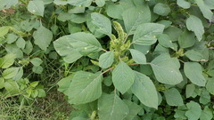 Amaranthus hybridus