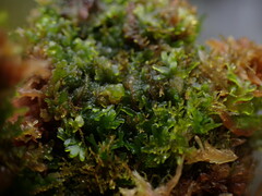 Riccardia chamedryfolia