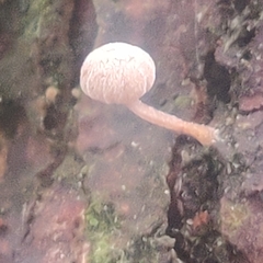 Mycena meliigena