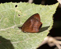 Riodinidae