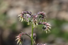 Solenanthus circinnatus