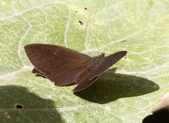 Riodinidae