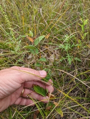 Calystegia spithamaea