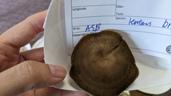 Lentinus brumalis