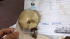Lentinus brumalis