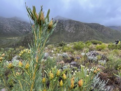 Leucadendron rubrum