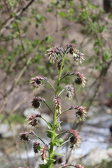Solenanthus circinnatus