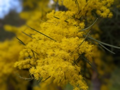 Phyllodineae