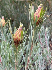 Leucadendron rubrum