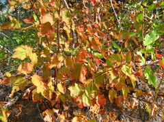 Physocarpus malvaceus