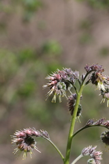Solenanthus circinnatus