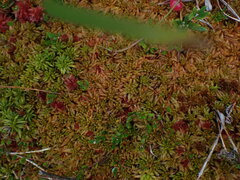 Sphagnum austinii