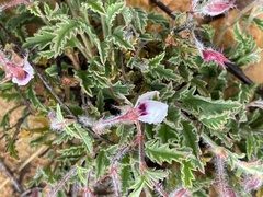 Pelargonium tricolor
