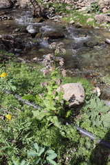 Solenanthus circinnatus