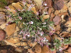 Pelargonium tricolor