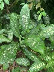 Dieffenbachia