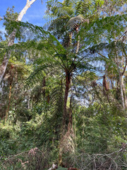Cyatheales