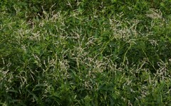 Persicaria hydropiperoides