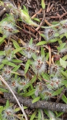 Plantago bellardii