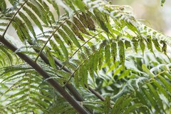 Cyatheales