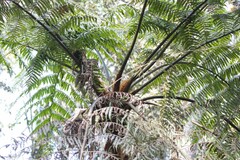 Cyatheales