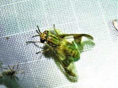 Chrysops