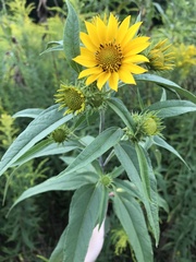 Helianthus giganteus