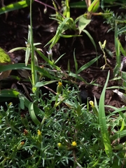 Glossocardia bosvallia