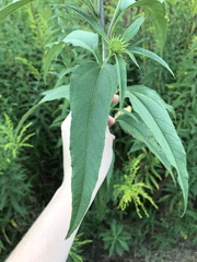 Helianthus giganteus
