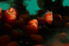 Corynactis californica