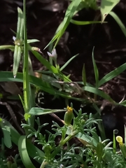 Glossocardia bosvallia