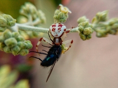 Thomisidae