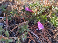 Penstemon newberryi