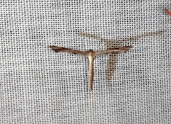 Platyptilia carduidactylus