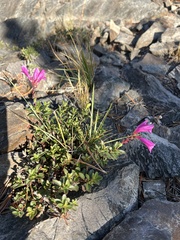 Penstemon newberryi