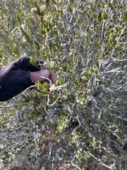 Cercocarpus ledifolius