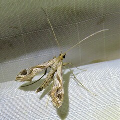Lineodes