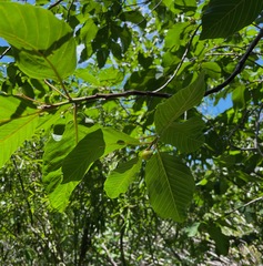 Frangula purshiana purshiana