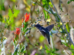 Archilochus alexandri
