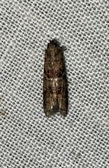 Moodna ostrinella