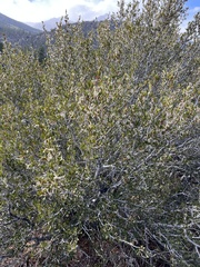Cercocarpus ledifolius