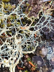 Alectoria ochroleuca